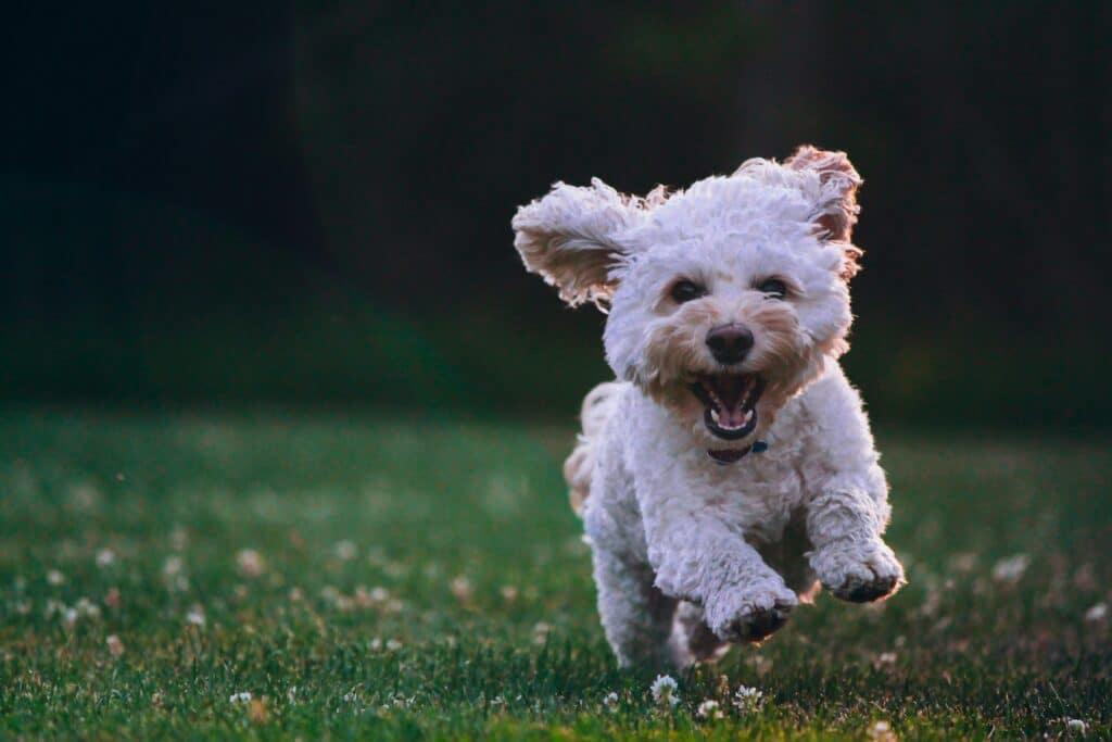 A small white dog with fluffy fur runs joyfully on a grassy field, ears flopping as it moves.