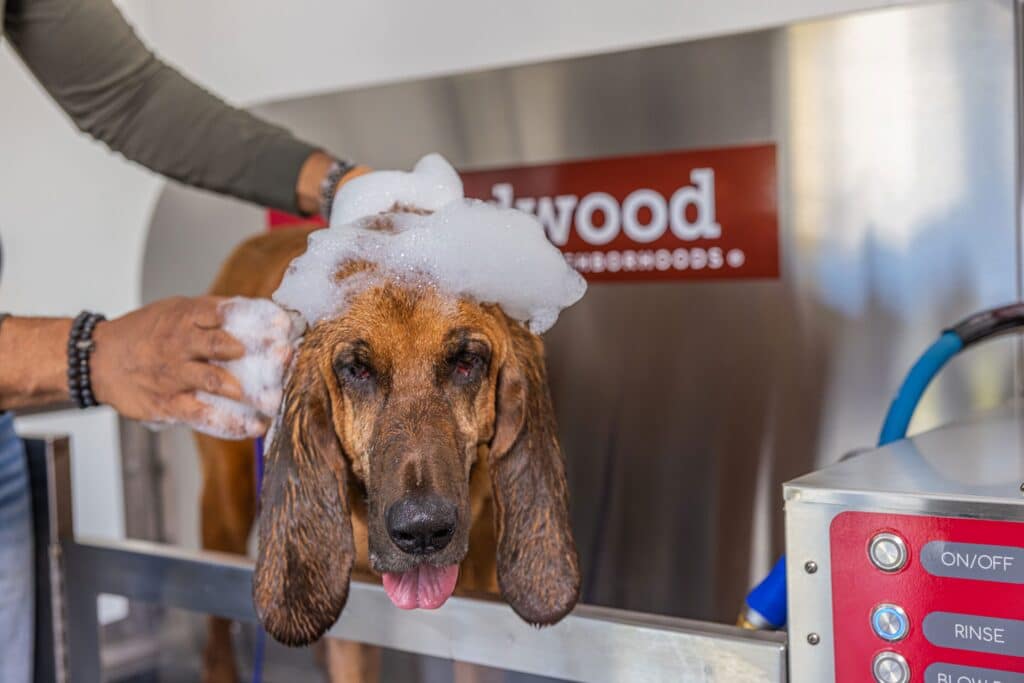 A brown dog is being bathed, with soap suds on its head, while a person's hands wash it at a self-service pet wash station.